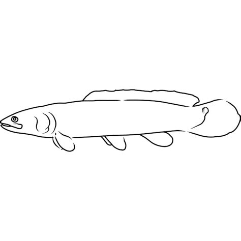 Premium Vector Bowfin Hand Sketched Hand Drawn Vector Clipart