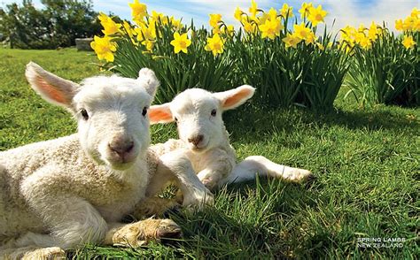 Lambs And Daffodills Spring Lambs Cute Animals Lamb