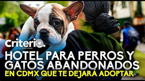 Conoce el hotel para perros y gatos abandonados en CDMX que te dejará