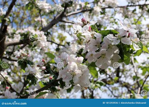 Blooming Apple Tree Spring Flowering Stock Photo Image Of Branch