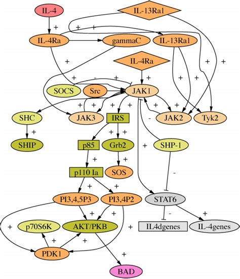 Interleukin 4 Il 4 Pathway Sciences Stke