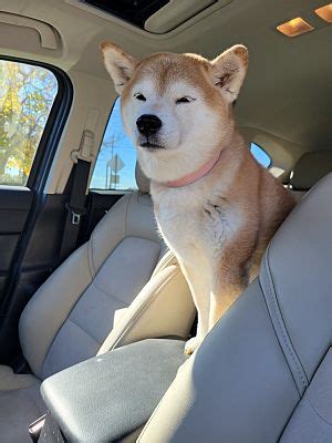 Mesa AZ Shiba Inu Meet Nori A Pet For Adoption AdoptaPet