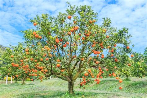 Orange Trees Park Stock Photo By Deerphoto 124844214