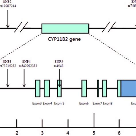 Structure Of Human Cyp B The Gene Consists Of Exons Boxes