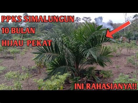 Ppks Simalungun Umur Bulan Tanam Youtube