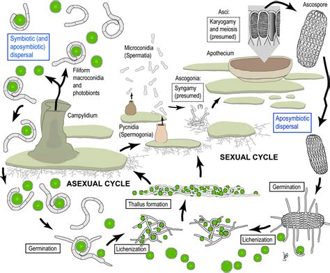 What Are Lichens Characteristics Types Structure Reproduction