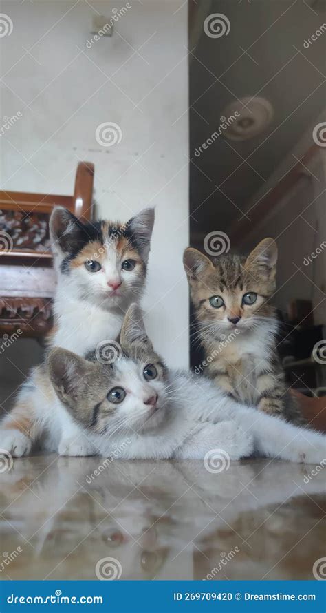 Three Adorable Kittens are Playing Stock Photo - Image of snout ...