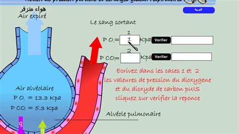 le mécanisme des échanges gazeux respiratoires dans les alvéoles