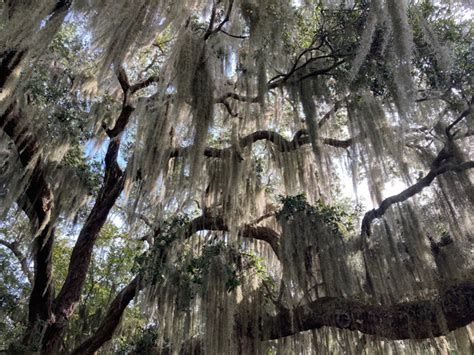 spanish moss trees in florida - Marvellous Things Newsletter Photos