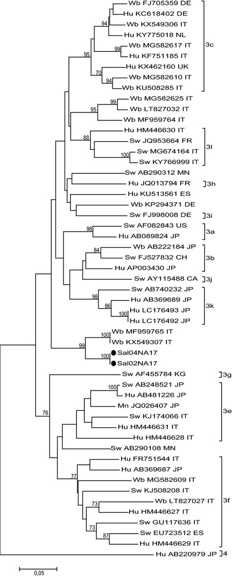 Maximum Likelihood Phylogenetic Tree Built With Gtr G I Download Scientific Diagram