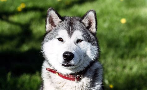 Husky De Sibérie Caractère éducation Santé Prix Race De Chien