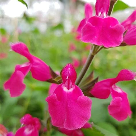 Salvia Microphylla Pink Pong Horticulture Dumont