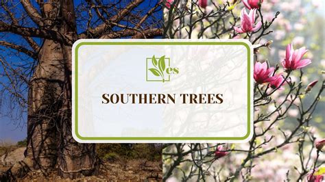 10 Southern Trees To Plant In Your Garden Space Today Evergreen Seeds