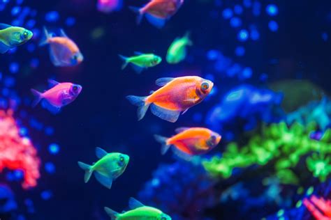 Can GloFish Live With Koi Fish Pond Heaven