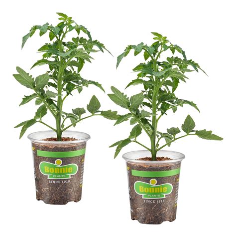 Genuwine Beefsteak Tomato 2 Pack Bonnie Plants