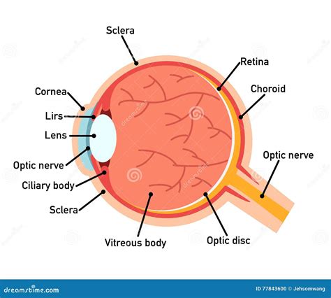 Diagramme D Anatomie D Oeil Illustration Illustration De Vecteur