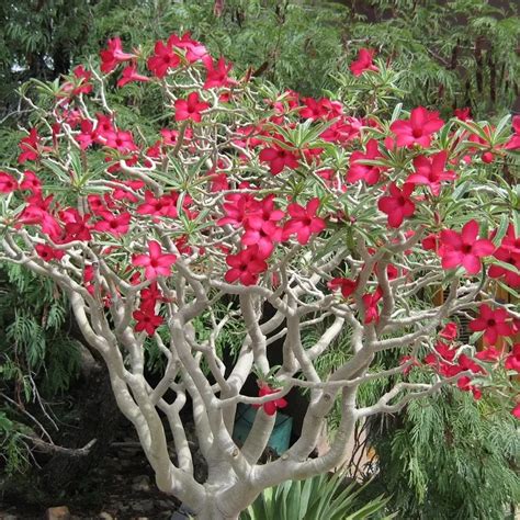 Rose du désert rouge Adenium obesum rouge Cultivés en France