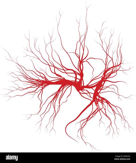 Obraz Human Veins Red Blood Vessels Design And Arteries Vector | The ...