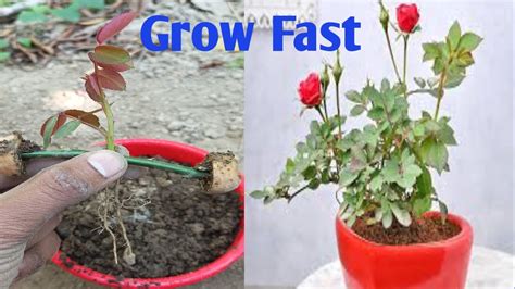 Unique Skill Grow Rose From Cutting By Potato How To Grow Rose From