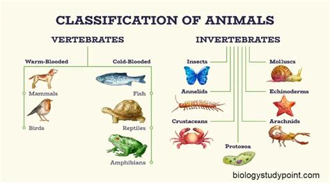 Arthropoda Nervous System Structure Function Know A Z