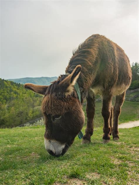 Eating Donkey Stock Image Image Of Mule Peak Mountain 300707115
