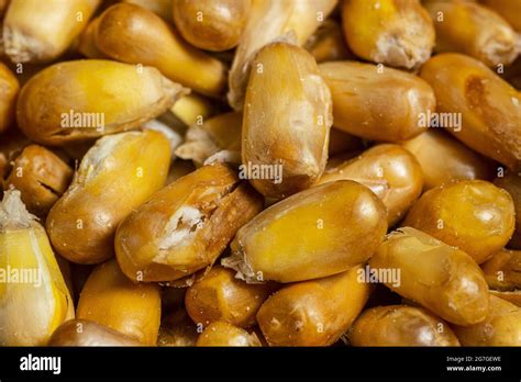 Toasted Peruvian corn. Toasted canchita or chulpe corn often served alongside ceviche. Top view ...