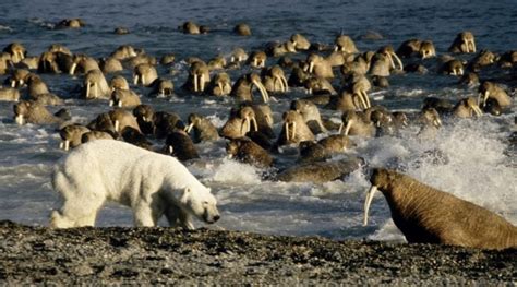 Polar Bear Vs Walrus Planet Earth Bbc Earth Video