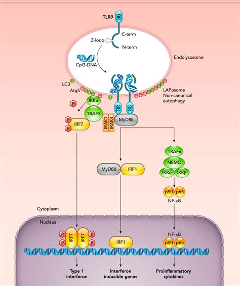 DNA Sensing In The Innate Immune Response Physiology