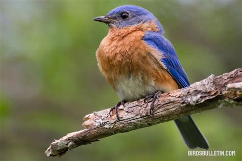 Bluebirds: Species And Interesting Facts - Birds Bulletin