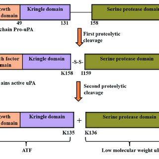 Structure Of Urokinase Type Plasminogen Activator Upa Pro Upa Is