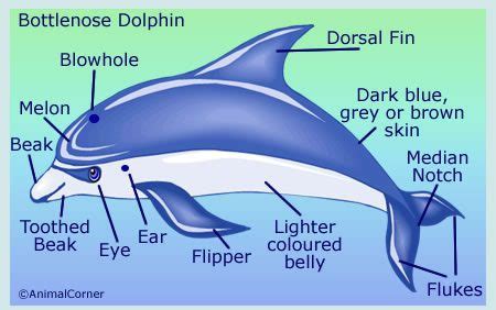 Dolphin E Parts Diagram Maytronics Dolphin E I With Wifi