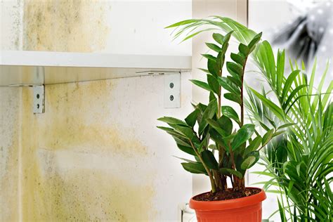 Planta care te scapă de umezeala din casa Pune câte una în fiecare