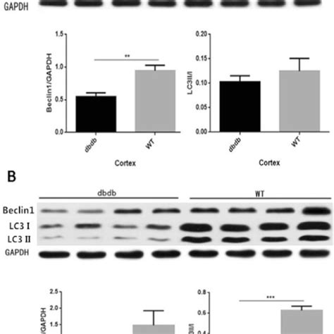 Western Blotting Indicated That The Expression Of Beclin 1 Protein In