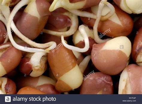 Adzuki Bean Sprouts High Resolution Stock Photography And Images Alamy