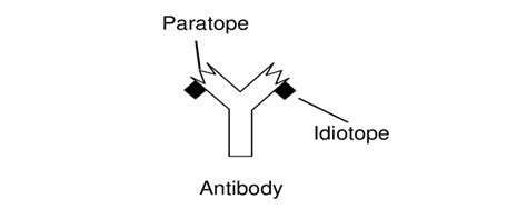 2 Presence of paratope and idiotope on antibody | Download Scientific Diagram