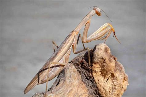 14 Biblical Meanings Of Seeing A Praying Mantis