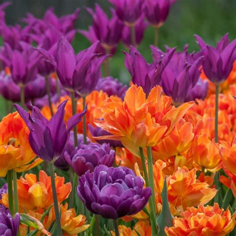 Tulip Blends | Colorblends® Flower Bulbs at Wholesale Prices