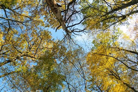 Blick Von Unten Auf Die Baumwipfel Im Herbstwald Hintergrund Des