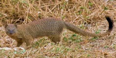 Mongoose A Complete Guide To The Mongooses Of Africa