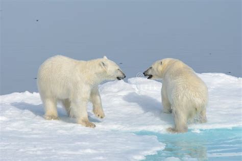 Two Polar Bear Cubs Playing Together on the Ice Stock Photo - Image of play, animal: 87757058