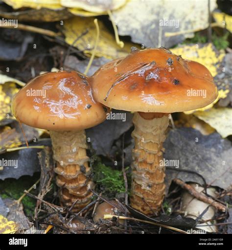 Cortinarius Trivialis Known As Girdled Webcap Wild Mushroom From