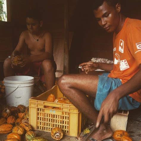 Preparo do cacau no Filha do Combu na Ilha do Combu aqui em Belém