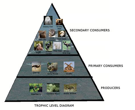 Trophic Level Diagram - Amazing Zoo - Tundra