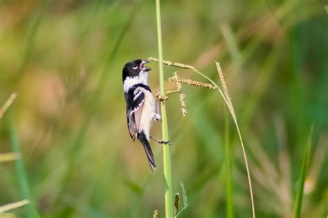 Morelet S Seedeater From Nueva Esperanza Palenque Chis M Xico