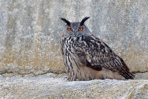 Eagle Owl Photos, Eagle Owl Images, Nature Wildlife Pictures | NaturePhoto
