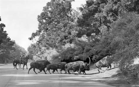 Golden Gate Park’s bison used to be chaotic escape artists — until one ...