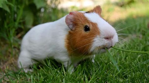 Where Do Guinea Pigs Live In The Wild Guinea Pig Tube