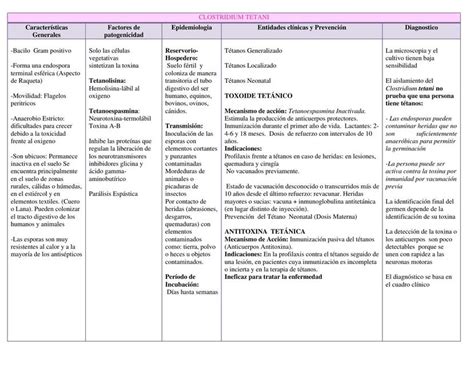 Clostridium Tetani Lili Alvarez UDocz