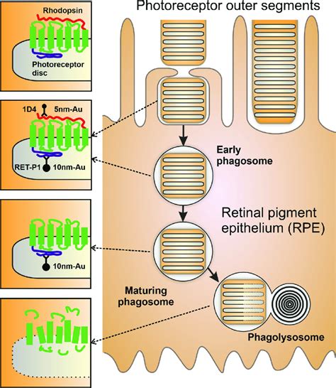 Diagram Of Photoreceptor Outer Segment Pos Phagocytosis By The Download Scientific Diagram