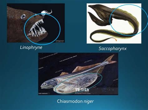 Adaptations in deep sea fishes | PPT